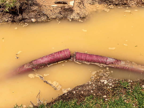 Best Carpet water damage restoration  in Medford, NY